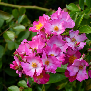 Pоза Фил дес Саисонс ® - розов - Растения за подземни растения рози